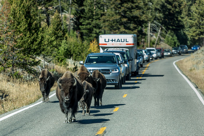 Yellowstone - Charismatic Megafauna