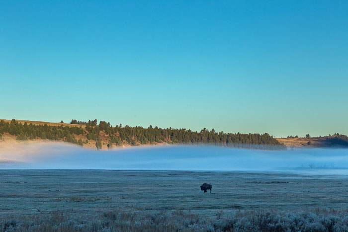 Yellowstone - Charismatic Megafauna