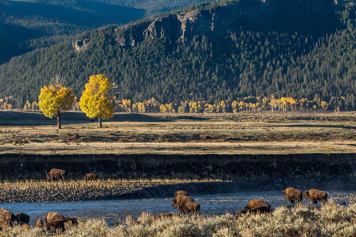 Yellowstone - Charismatic Megafauna