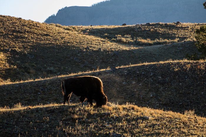 Yellowstone - Charismatic Megafauna