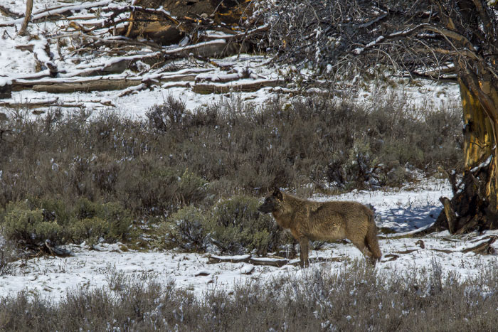 Yellowstone - Charismatic Megafauna