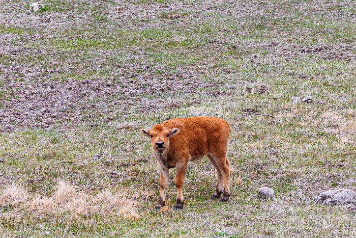 Yellowstone - Charismatic Megafauna