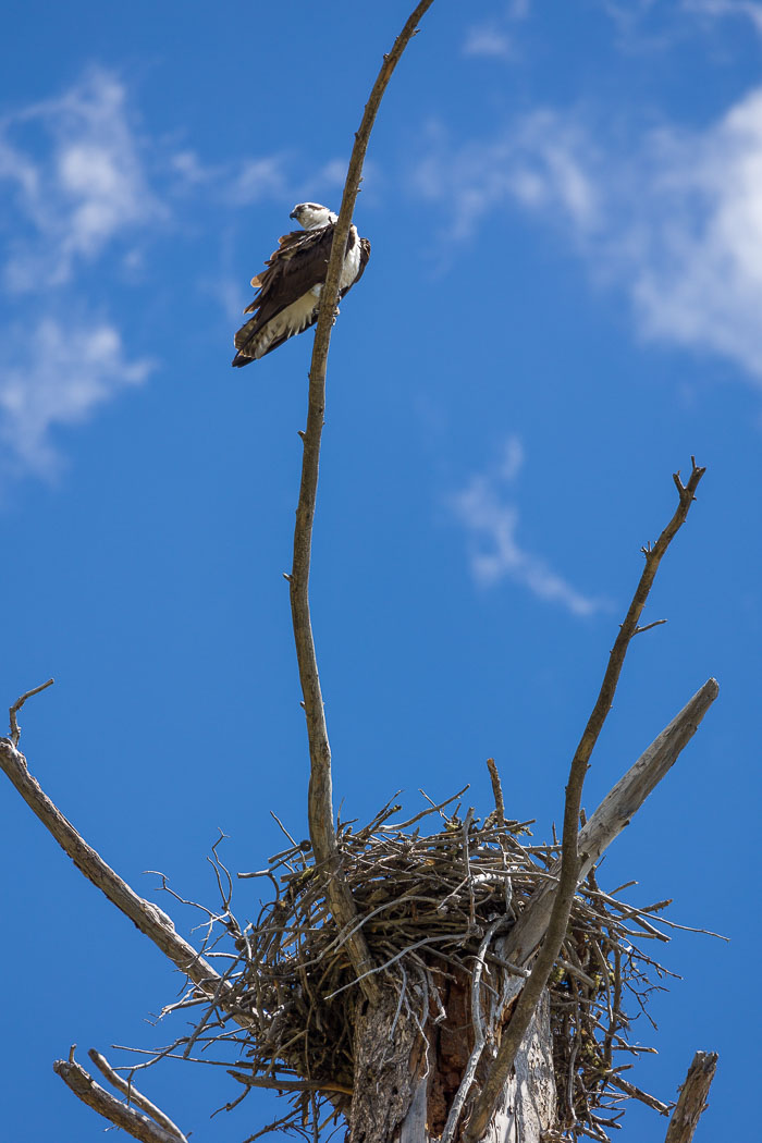 Yellowstone - Charismatic Megafauna