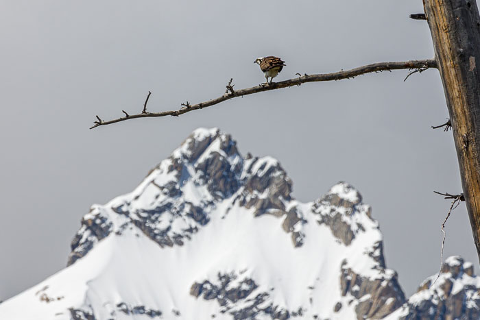 Yellowstone - Charismatic Megafauna