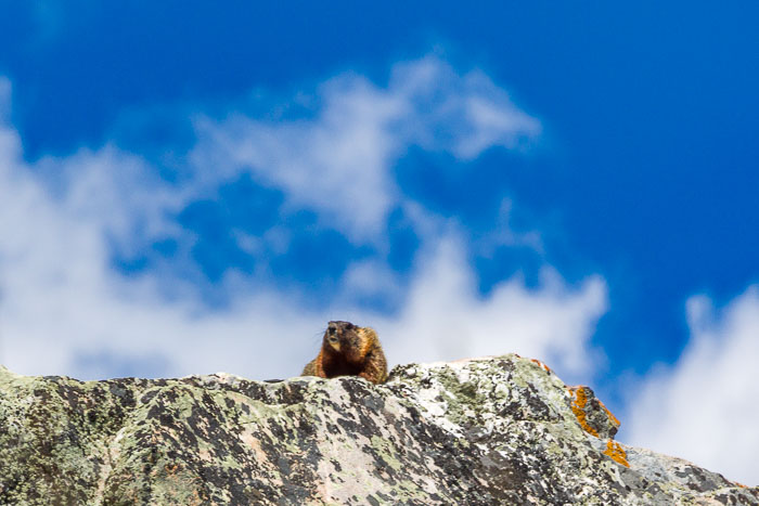 Yellowstone - Charismatic Megafauna