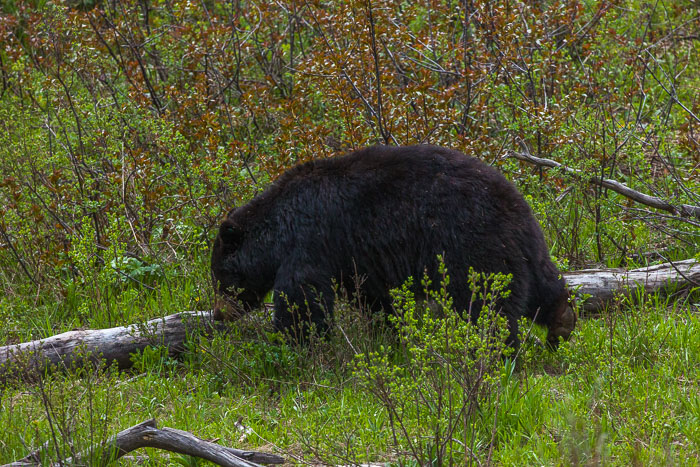 Yellowstone - Charismatic Megafauna