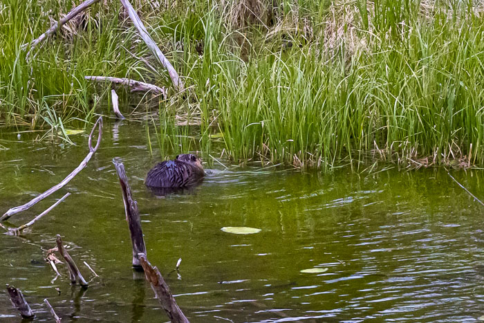 Yellowstone - Charismatic Megafauna