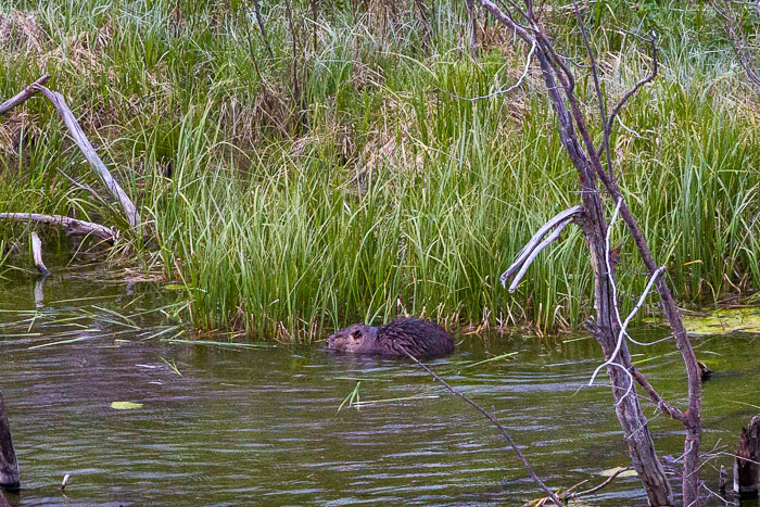 Yellowstone - Charismatic Megafauna Yellowstone - Charismatic Megafauna