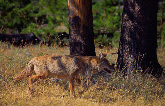 Yellowstone - Charismatic Megafauna