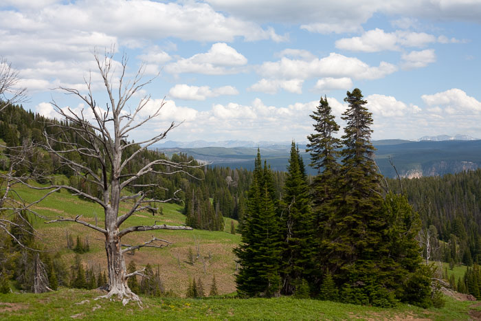 Yellowstone Scenics