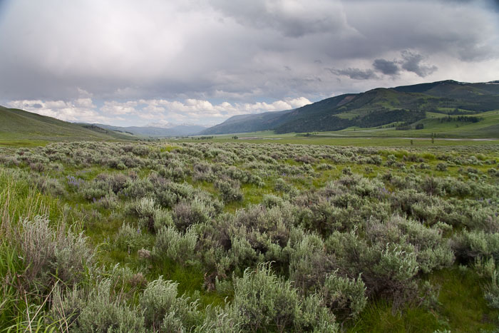 Yellowstone Scenics