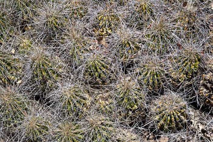 Big Bend National Park