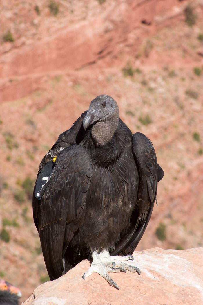Grand Canyon National Park
