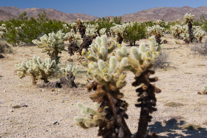 Joshua Tree National Park