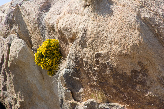 Joshua Tree National Park