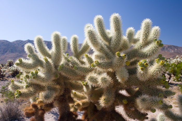Desert Southwest National Parks and Monuments Desert Southwest National Parks and Monuments