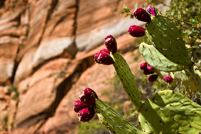 Zion National Park