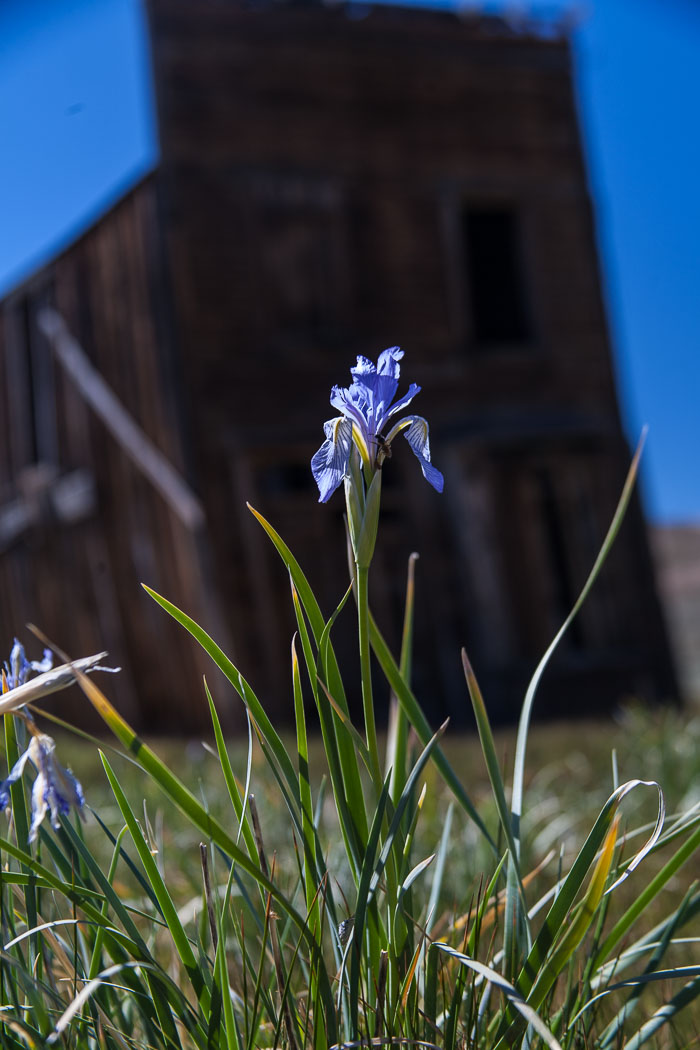 Bodie Ghost Town (color)