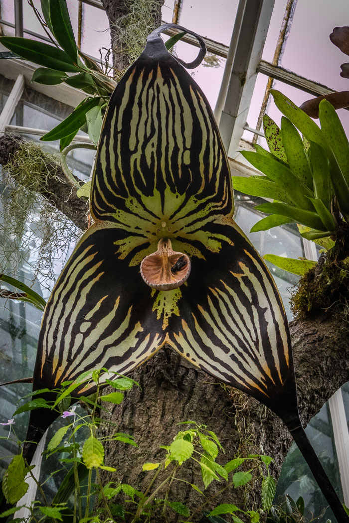 Conservatory of flowers