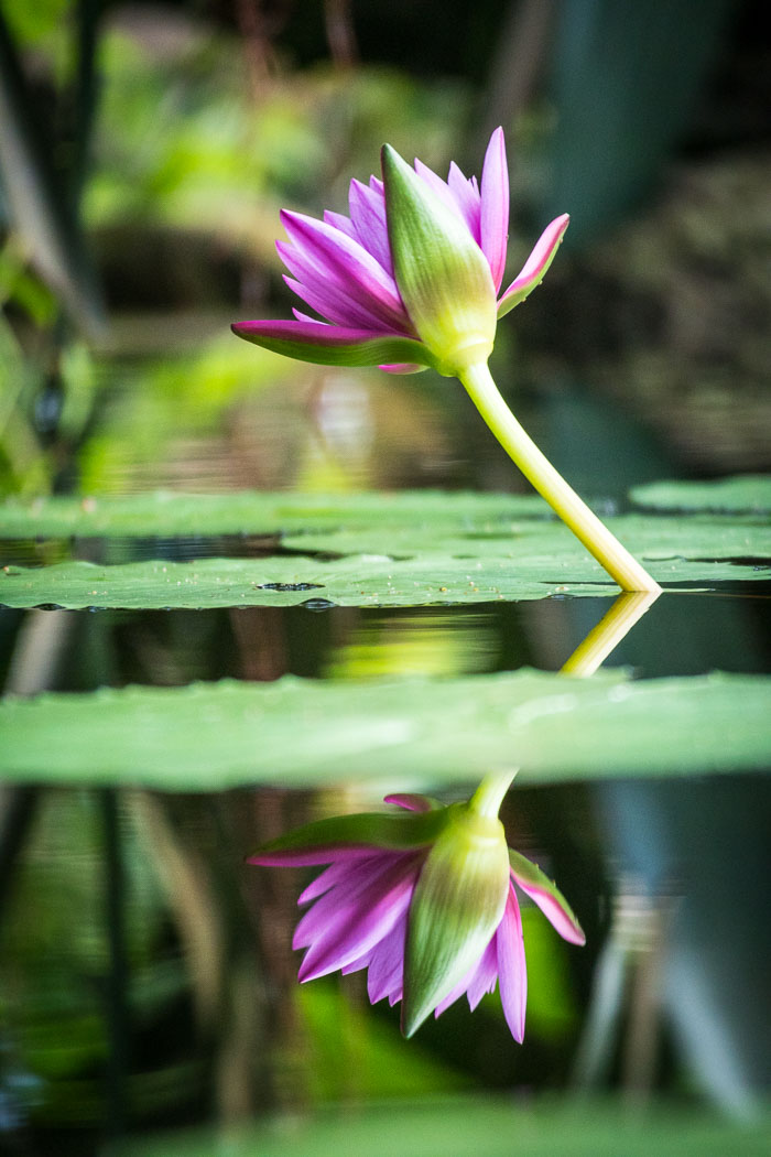 Conservatory of flowers
