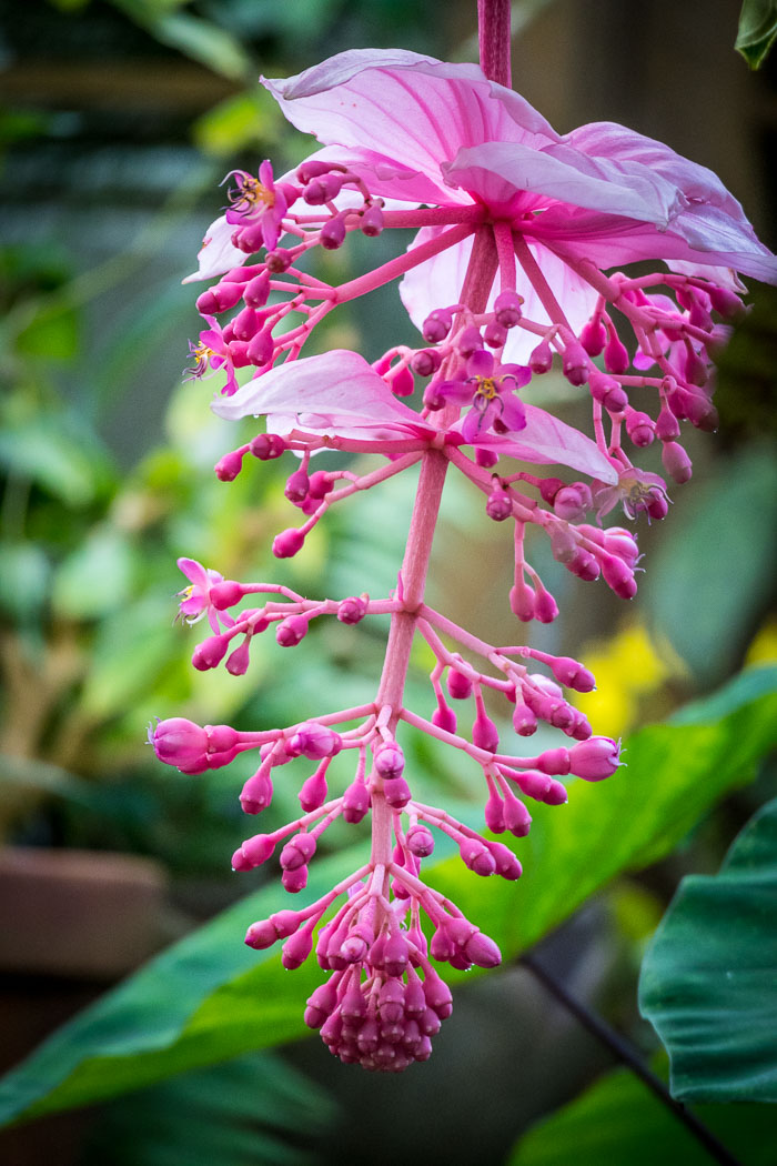 Conservatory of flowers
