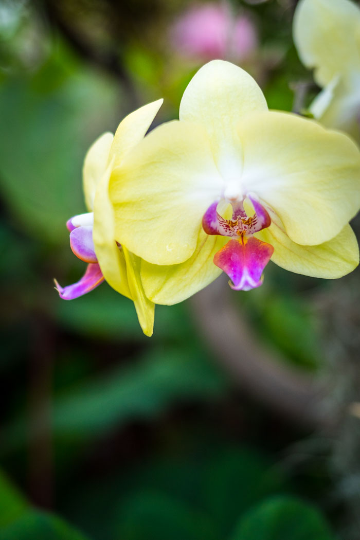 Conservatory of flowers