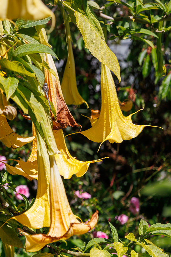 Conservatory of flowers