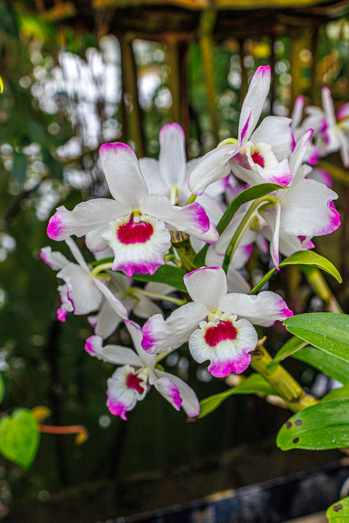 Conservatory of flowers