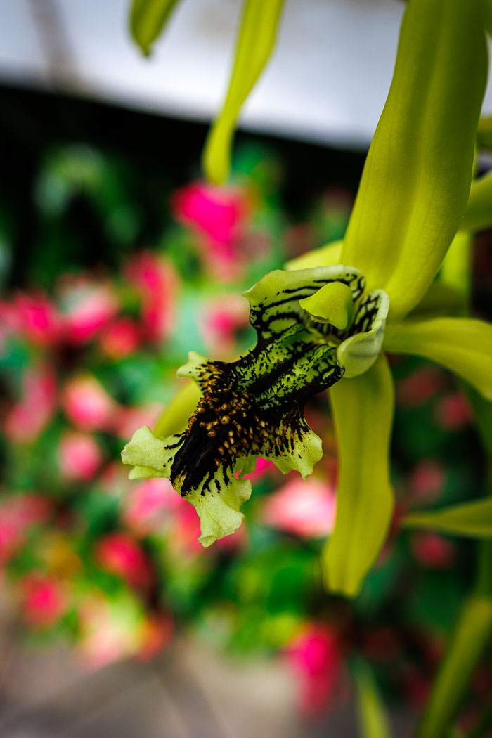 Conservatory of flowers