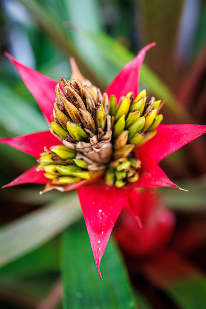 Conservatory of flowers