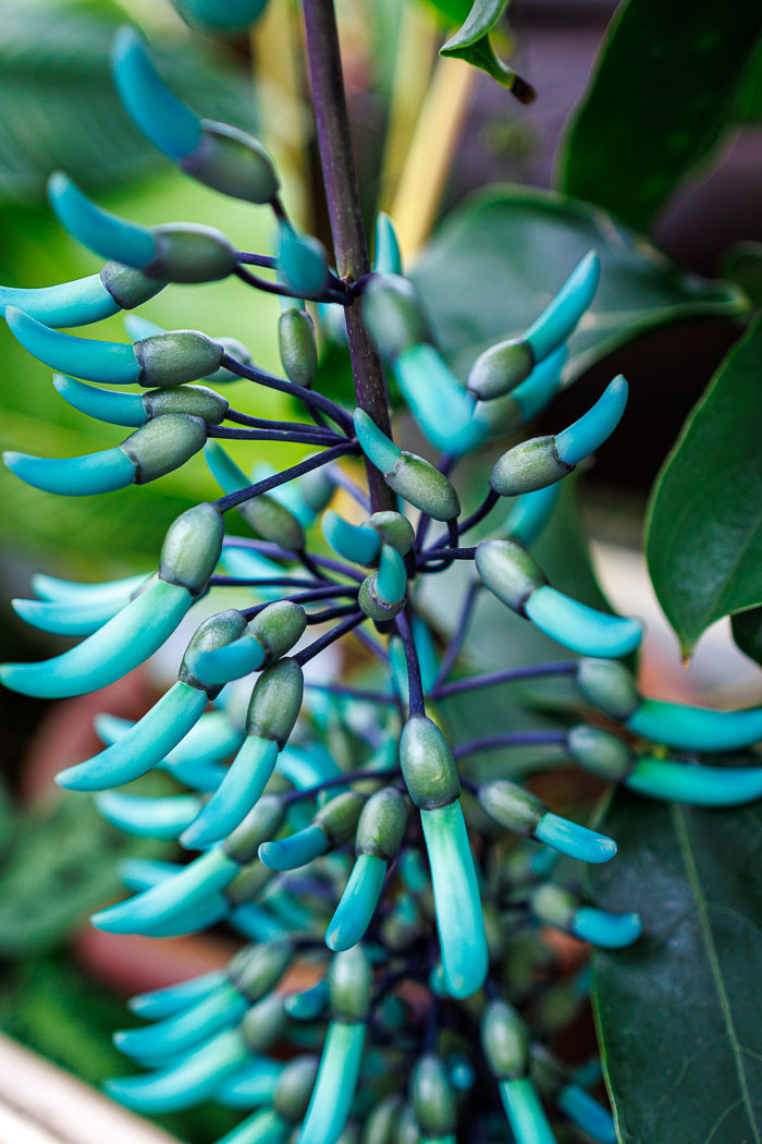 Conservatory of flowers
