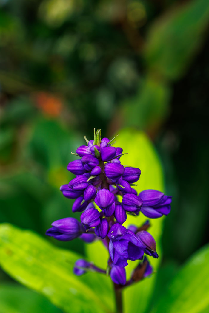 Conservatory of flowers
