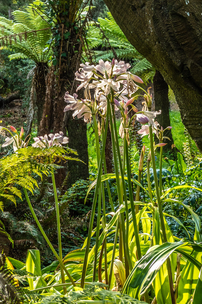 Golden Gate Park