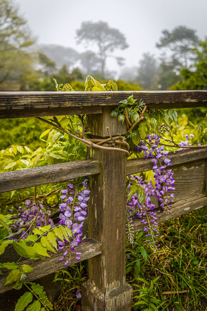 Japanese Tea Garden - Golden Gate Park