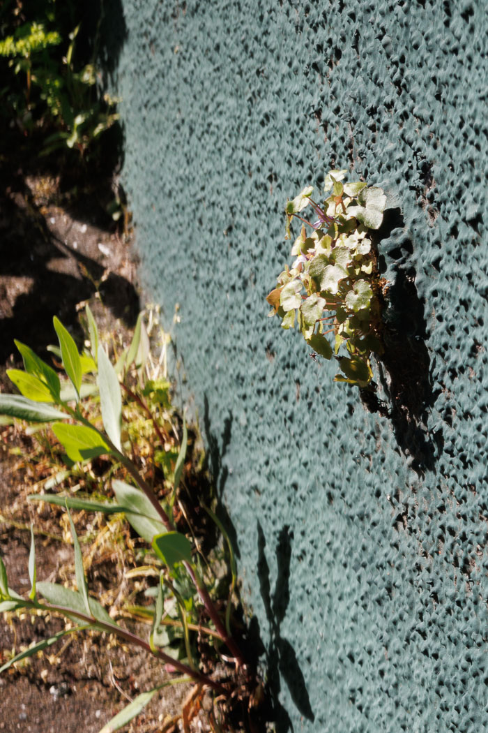 Secret stairs and special places on Russian Hill