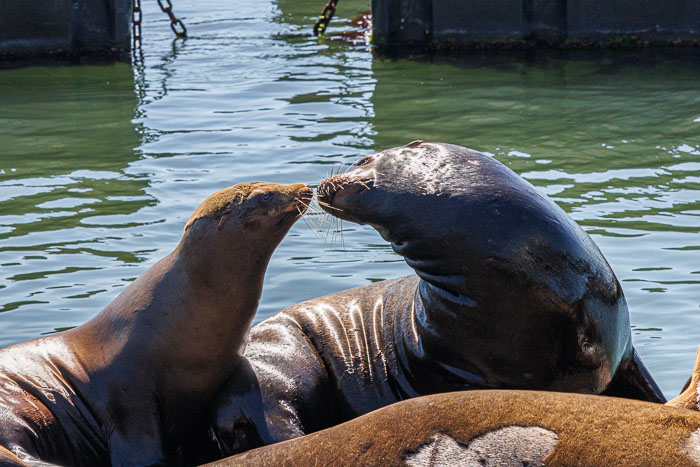 San Francisco Waterfront and Downtown