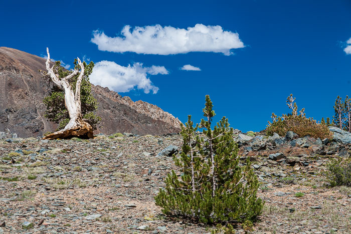 Virginia Lakes