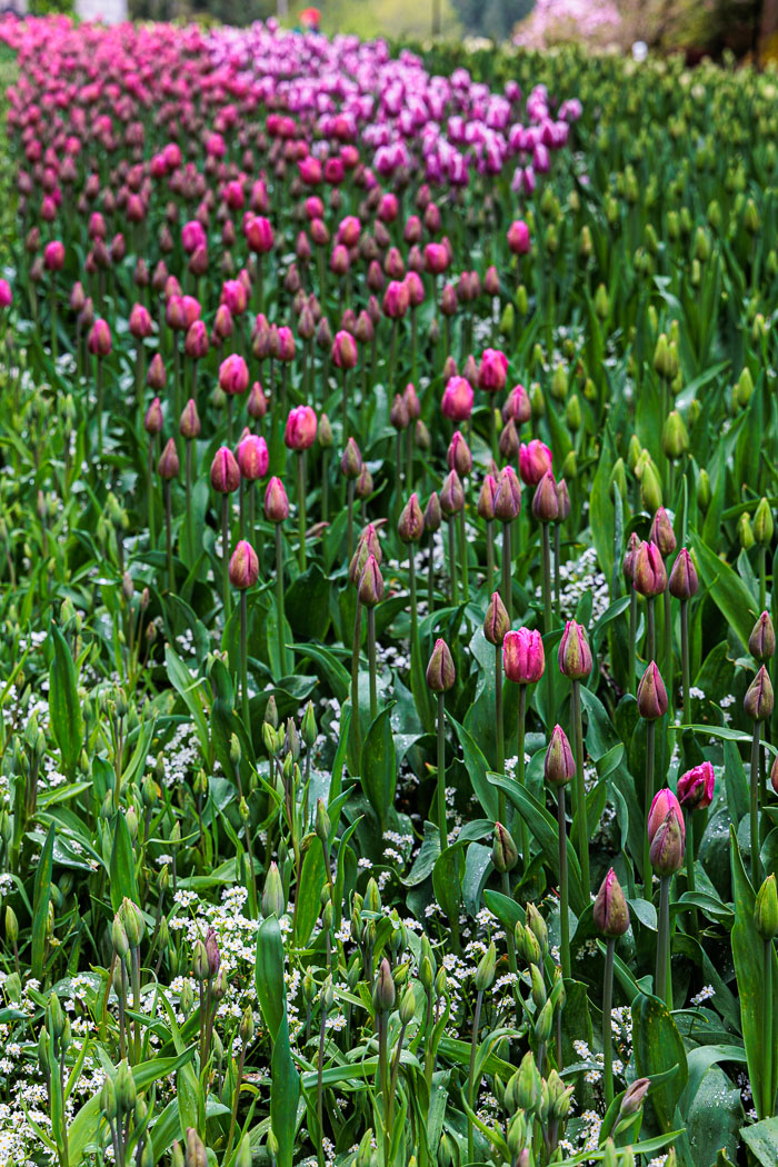 Buchart Gardens