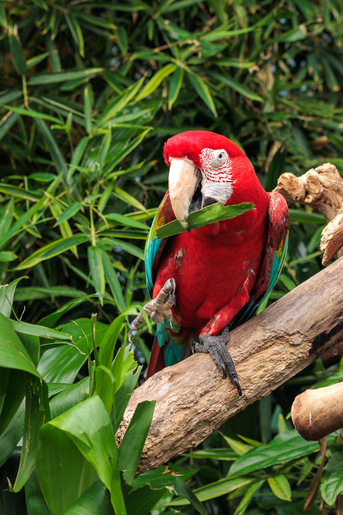 Victoria Butterfly Gardens
