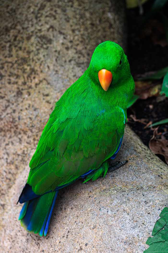 Victoria Butterfly Gardens