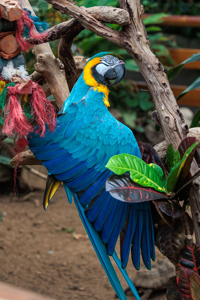 Victoria Butterfly Gardens