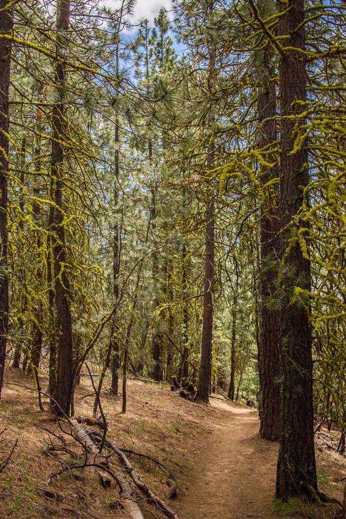 Black Butte Summit hike Black Butte Summit hike