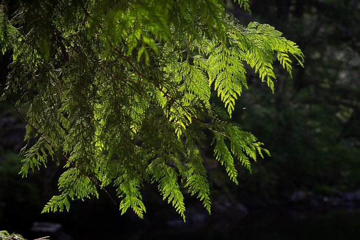 Cedar Creek Grist Mill