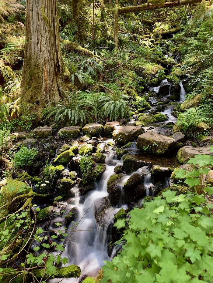 Estacada River Trail