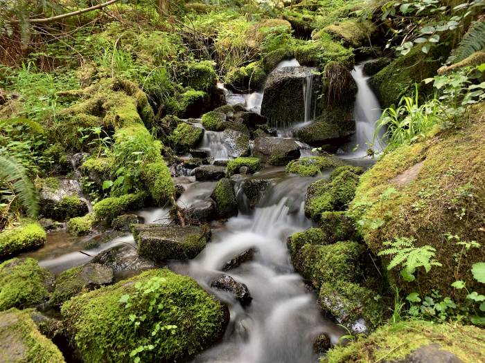 Estacada River Trail