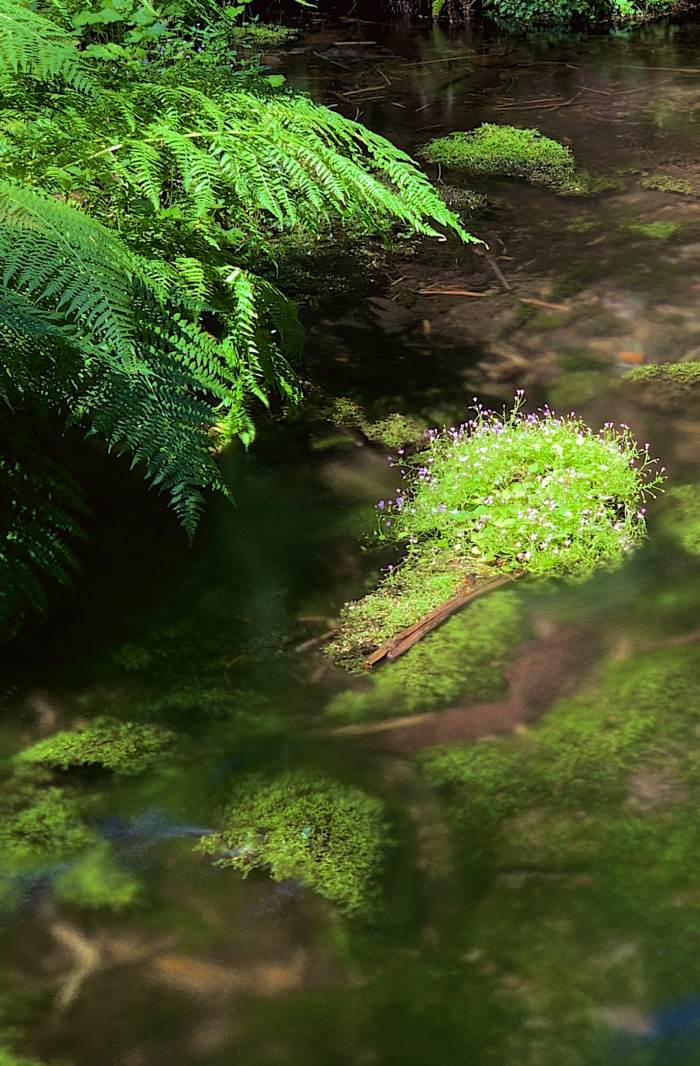 Mckenzie River Valley