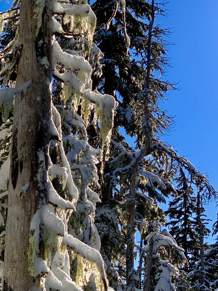 Mt. Hood Winter