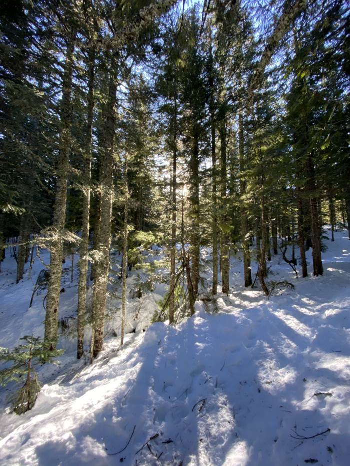 Mt. Hood Winter
