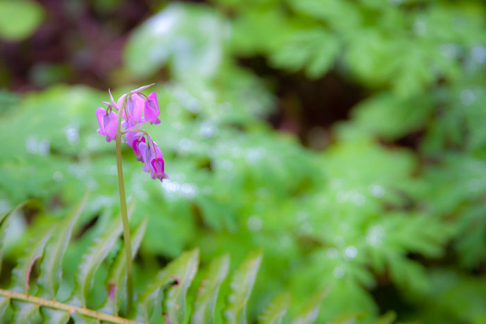 Silver Falls State Park