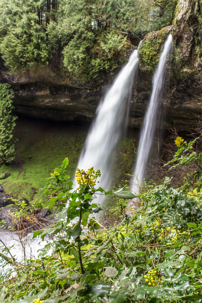 Silver Falls State Park Silver Falls State Park